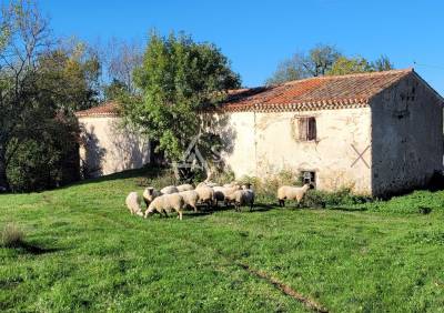 Explotación agrícola en venta tarn