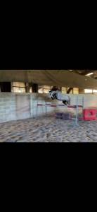 Mare British Riding Pony For sale 2021 Grey