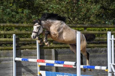 Stallion French Saddle Pony For sale 2022 Buckskin