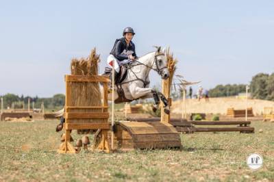 Merrie connemara te koop 2017 schimmel