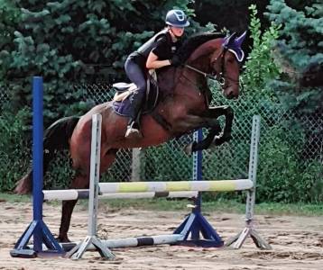 Merrie met potentieel, röntgenfoto’s, topafstamming