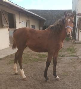 Foal selle français