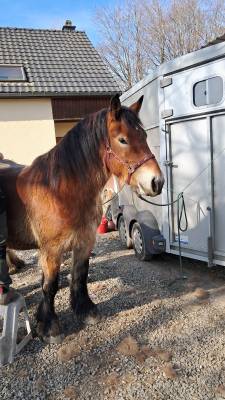 A vendre odette de la vieille xhavée