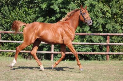 Castrone sella francese in vendita 2020 sauro