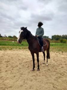 Hongre trotteur français