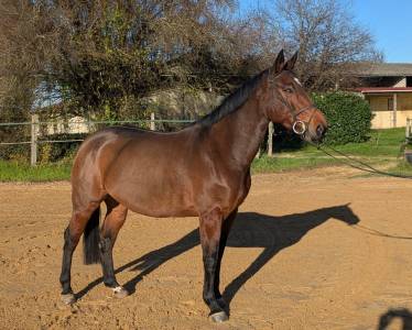 Jument 9 ans sf originel pour cso