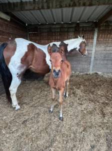 Poulain pp paint horse 