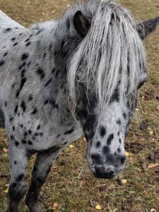 Mini appaloosa hongre 