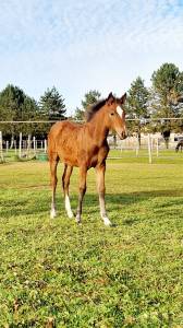 Filly French Saddle Pony For sale 2025 Bay