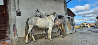 A vendre jument portugaise 