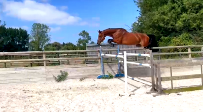Superbe jument de sport 7 ans CSO prête à performer