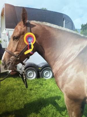 Jument franches-montagnes de 7ans à vendre