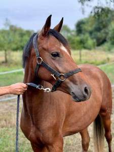 Muse du valois ponette d new forest