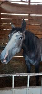 Cavallo incrocio padre spagnolo