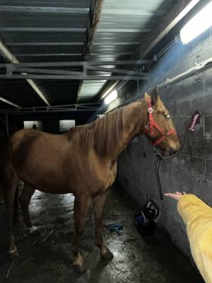 Trotteur francais hongre de 6 ans