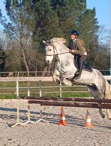 Gelding Connemara For sale 2016 Grey