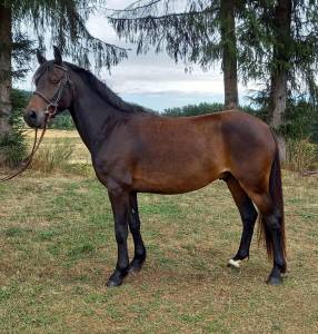 Ruin Franse rijpony PFS Te koop 2021 Bruin / Bai