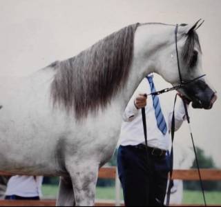 Stallone purosangue arabo