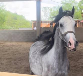 Fattrice purosangue arabo