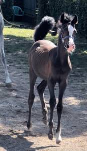 Vendo puledrina purosangue arabo