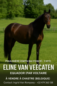 Poulinière KWPN bai foncé – 1m72 – par Voltaire