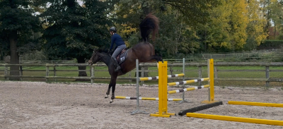 Cavalla sella francese in vendita 2022 baio ,  grandorado