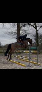 Magnifique 8 ans frère de vagabond de la pomme