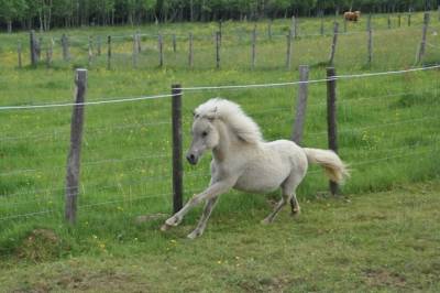 Poney à vendre