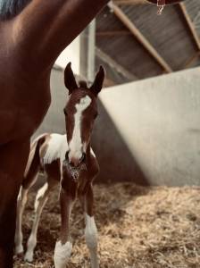 ✨ Disponible &ndash; Tip-Top de Lady J 2025 ✨