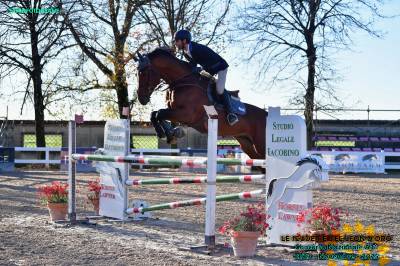 Zues del castegno  : vendita stallone anno 2016 seit