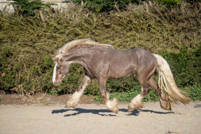 Saillie étalon Irish Cob PP Homozygote silver