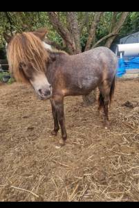 Filly Origin Recorded For sale 2024 Appaloosa