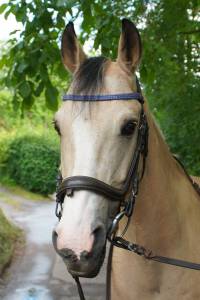 Poney &agrave; vendre 