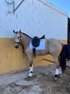 Potro lusitano bayo 4 años 