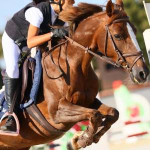 Jument autre race de poney a vendre 2009 alezan brulé