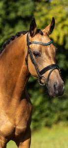 Magnifique ponette isabelle de 6 ans