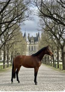 Jument selle français par cooper- diamant 