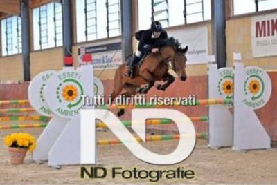 Cavallo italiano salto ostacoli