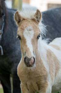Colt Shetland Pony For sale 2025 Palomino