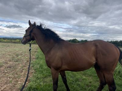  Pur-sang de 6 ans à remettre tranquillement au travail
