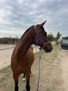 Caballo castrado Origine Constatée En venta 2019 Bayo