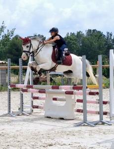 Gelding Welsh Pony (Section C) For sale 2014 Grey