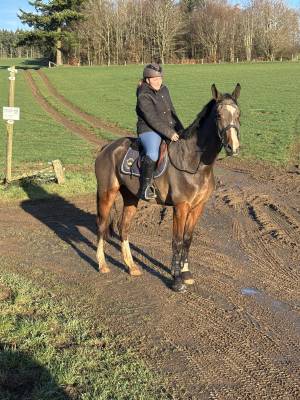 Super cheval prometteur de confiance 