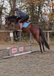 Ruin Franse rijpony PFS Te koop 2022 Donker bruin / bai ,  Usandro Tilia Derlenn WPBB