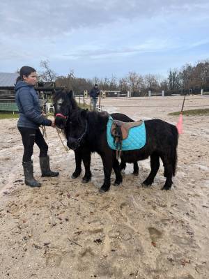 Filly Shetland Pony For sale 2023 Dark Bay