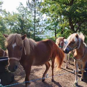 Gelding Shetland Pony For sale 2024 Chesnut