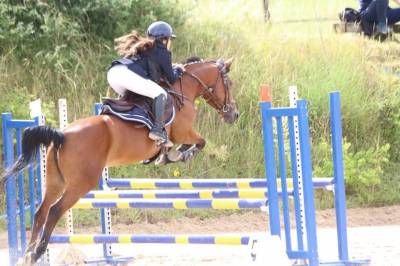Mare French Saddle Pony For loan 2007 Bay