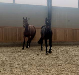 Jument pour sport ou élevage