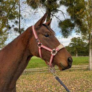 Jument de 3 ans en 2026