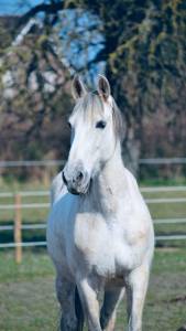 Hongre pre de 10 ans a vendre